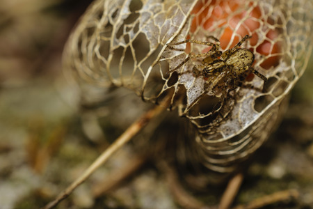 Extreme Close-Up Of Cute Small Spider On Dried Chinese Lantern Plant Or Physalis Alkekengi Looking At The Cameraの写真素材