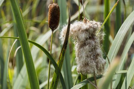 Side Angle View Of Thicket Of Cattail Fluff With Seeds During Summerの写真素材