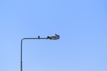 Low Angle View Of Common Street Lamp With Pigeons Perching On It Against Blue Skyの写真素材