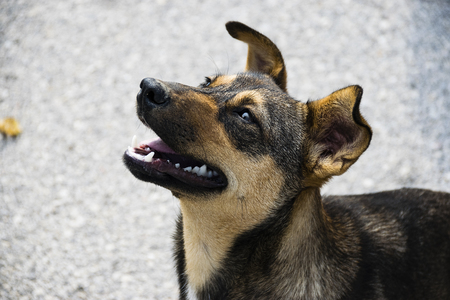 Portrait Of Happy Dog Looking Away From The Cameraの写真素材