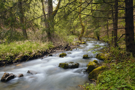 Long Exposure Of River In Ancient Forest Surrounded By Lush Vegetation During Autumnの写真素材