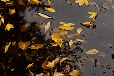 Autumn Leaves In Puddle Of Waterの写真素材