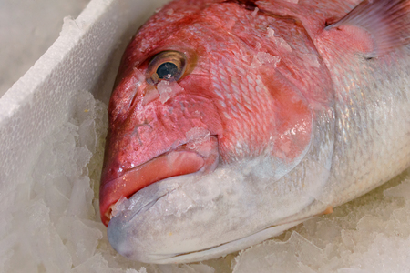 Close-Up Of Freshly Caught Red Snapper Or Lutjanus Campechanus With Sharp Teeth On Ice For Sale In...