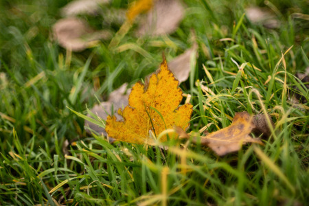 Autumn Leaves By Grass
