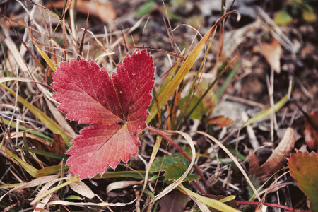Close-Up Of Orange And Red Wild Strawberry Leaf By Withered Grass During Autumnの写真素材