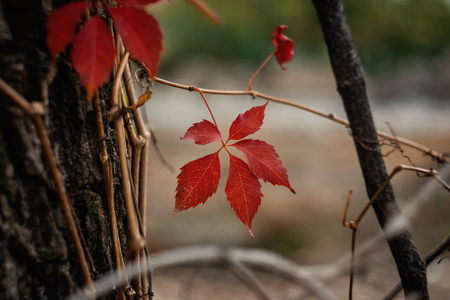 Close-Up Of Autumn Leaves Hanging From Branch Of Treeの写真素材