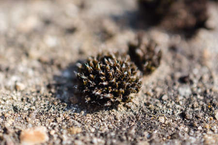 Close-Up Of Small Moss Growing On Concrete Slabの写真素材
