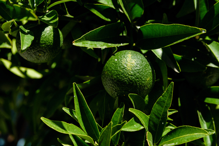 Limes In Sunlight Hanging From The Treeの写真素材