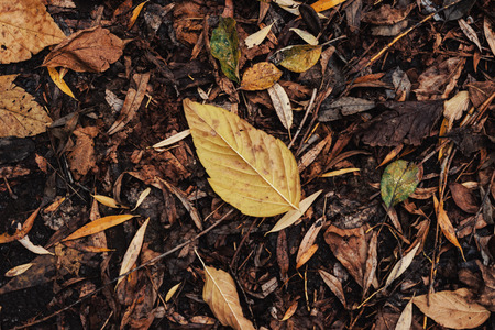Autumn Leaves On The Asphalt Concrete Pavement