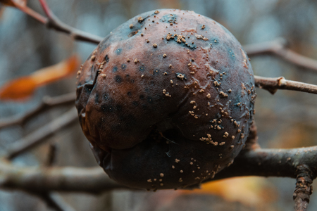 Low Angle View Of Rotten Apple With White Mold Hanging On Tree In Orchard During Autumnの写真素材