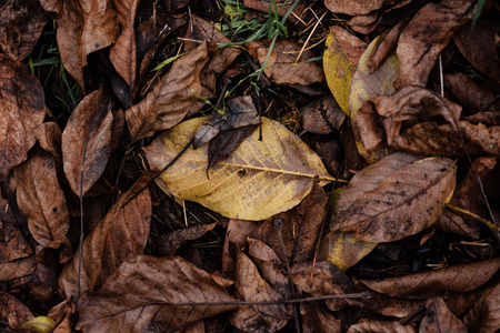 Autumn Leaves On The Groundの写真素材