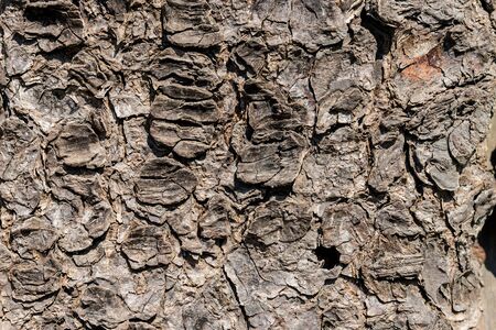 Texture Of Intricate Old Tree Bark During Dayの写真素材