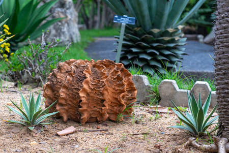 Fake cactus on the sand in the Rama 9 public park, made from cement, brick color, brown color.の写真素材