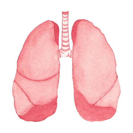 Watercolor realistic human lungs on the white background, aquarelle.  Vector illustration. Hand-drawn decorative element useful for invitations, scrapbooking, design.のイラスト素材