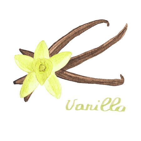 Watercolor vanilla on the white background, aquarelle.  Vector illustration. Hand-drawn spice for mulled wine or cooking. Useful for invitations, scrapbooking, design.のイラスト素材