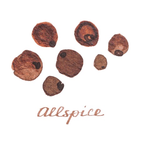 Watercolor allspice on the white backgroundのイラスト素材