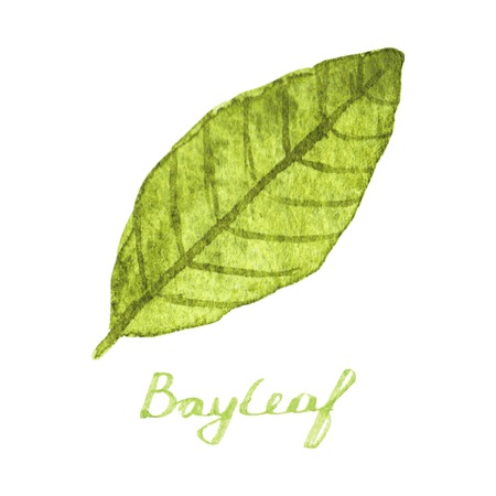 Watercolor bayleaf on the white backgroundのイラスト素材