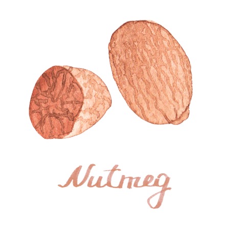 Watercolor nutmeg on the white backgroundのイラスト素材