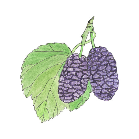 Mulberry. Hand-drawn berries. Real watercolor drawing. Vector illustration. Traced paintingのイラスト素材