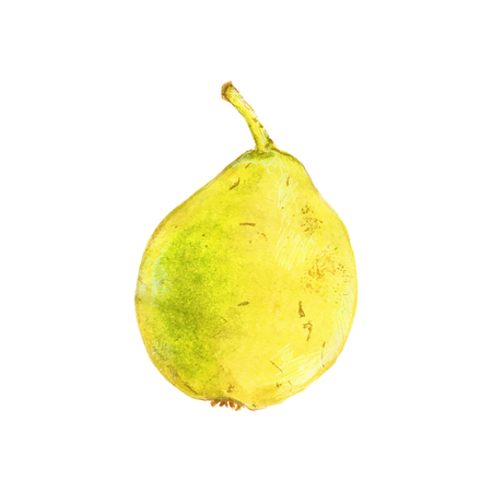 Pear. Hand-drawn fruit. Real watercolor drawing. Vector illustration. Traced paintingのイラスト素材