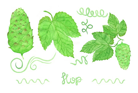 Hop, beer brewing set. Hand-drawn hops swirles flower and leaves. Real watercolor drawing.