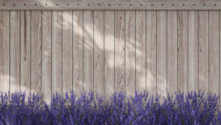 Empty old plank wall with lavender 3D render,Sunlight shining to the wall.の写真素材
