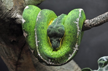 Green Emerald Tree Boa Snake
