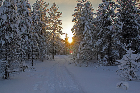 winter forestの写真素材