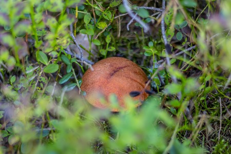 Mushrooms orange cap boletus on the mossの写真素材