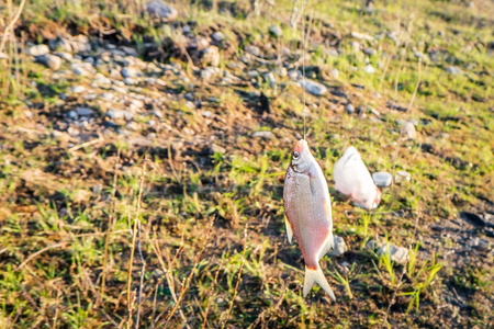Bream on a line on the Northern Dvina Riverの写真素材
