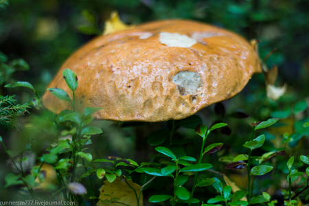 mushroom in the forestの写真素材
