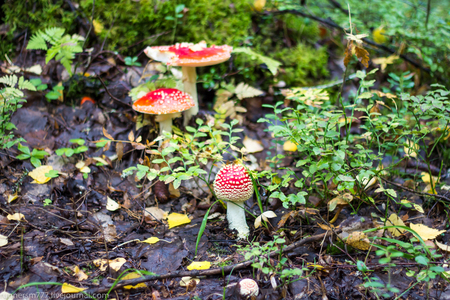 Red poisonous mushrooms in the forest that can not be eatenの写真素材