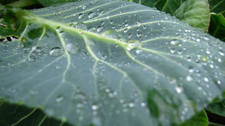 Cabbage leaves with dewの写真素材