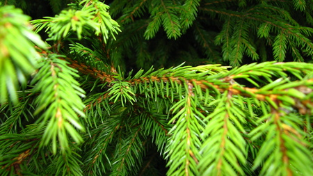Green branches of spruceの写真素材
