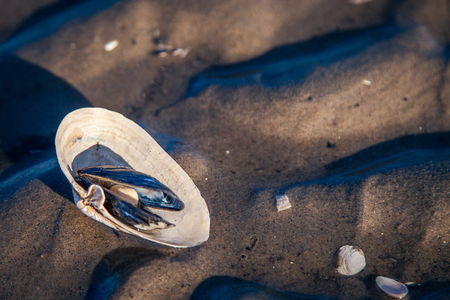shell on sand