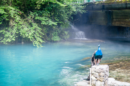 Peacock sits on a rock near a mountain river in Abkhaziaの写真素材
