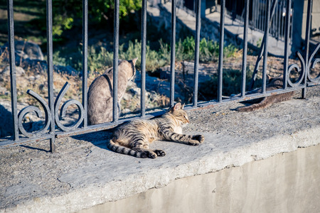cats in the sunの写真素材