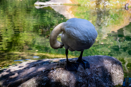 white swans in a pondの写真素材