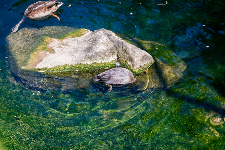 diving ducks in a pondの写真素材
