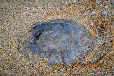 jellyfish in the sand on the beachの写真素材