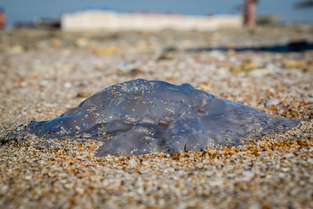 jellyfish in the sand on the beachの写真素材