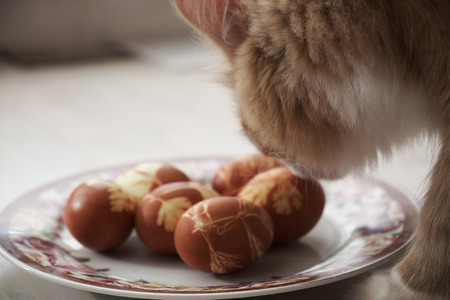 Dyed Easter eggs with plantsの写真素材