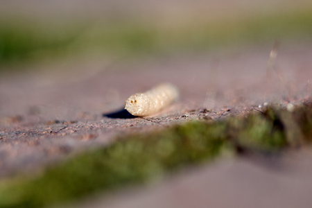 Maggots larva on macro photographyの写真素材
