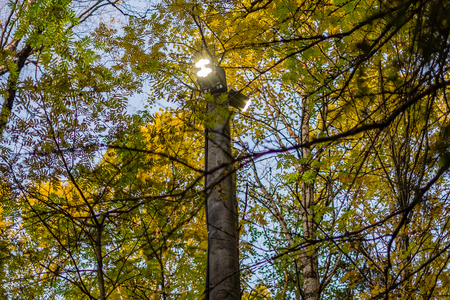 the lantern shines in the foliage of treesの写真素材