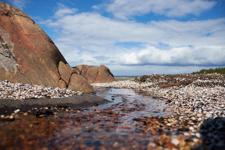 seashells on the White Sea shoreの写真素材