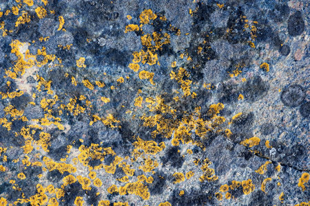 lichen and moss on stonesの写真素材