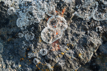 lichen and moss on stonesの写真素材