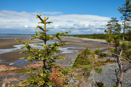 Small pines grow on stones on the White Sea shoreの写真素材