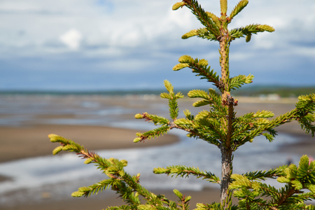 Small pines grow on stones on the White Sea shoreの写真素材