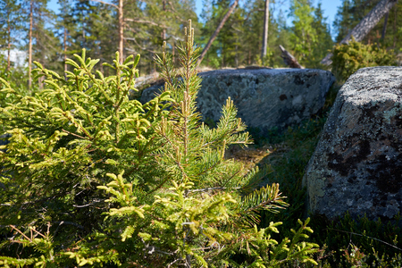 Small pines grow on stones on the White Sea shoreの写真素材
